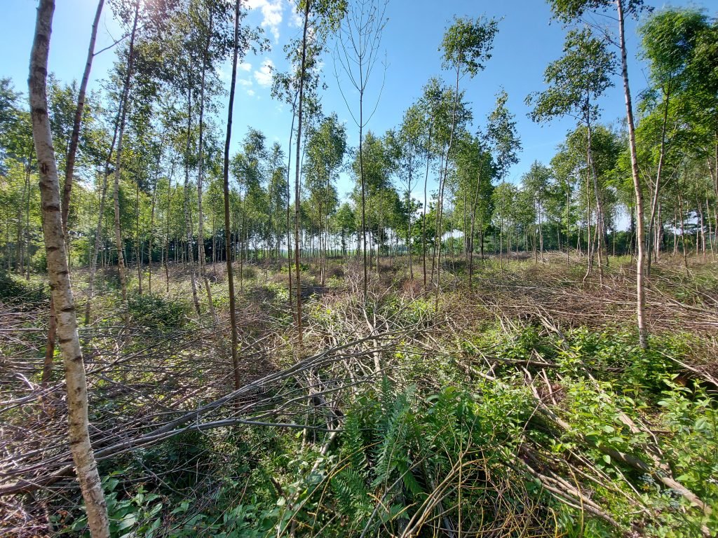 cleaning and pre commercial thinning 1024x768